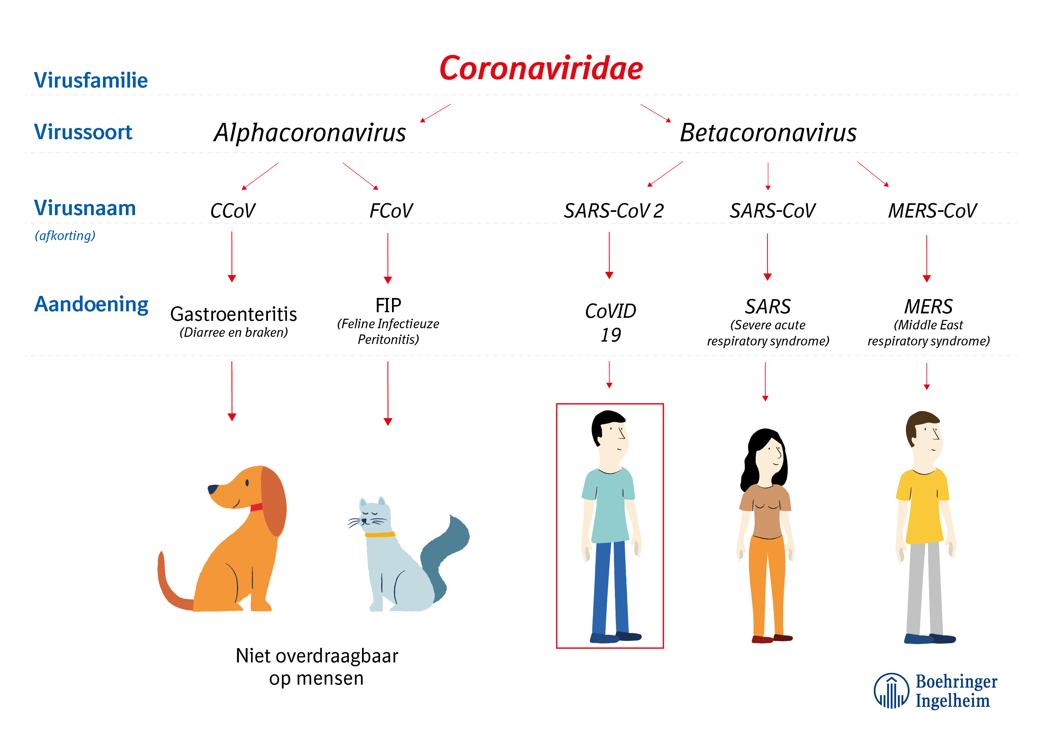 corona- leaflet-pets